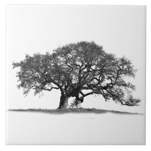 OAK TREE ON WHITE CERAMIC TILE