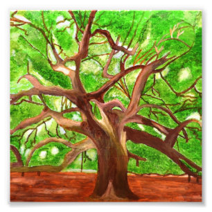 Oak Tree Photo Print