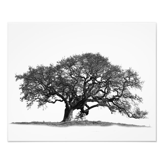 OAK TREE PHOTO PRINT (Front)