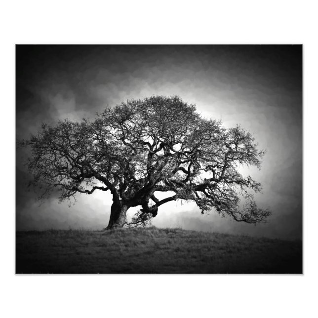 OAK TREE PHOTO PRINT (Front)