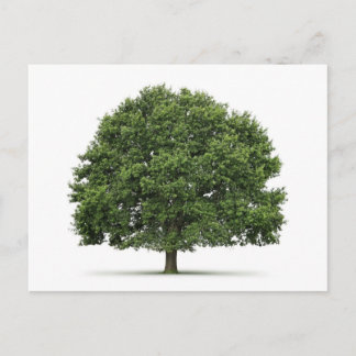 Oak Tree Postcard