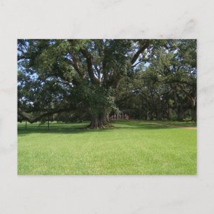 OAK TREE POSTCARD