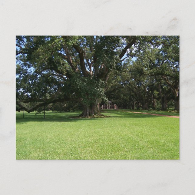 OAK TREE POSTCARD (Front)