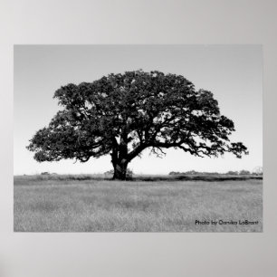 Oak Tree Poster