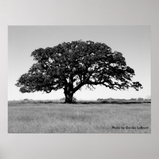 Oak Tree Poster