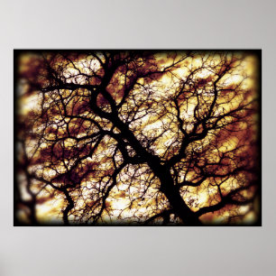 Oak Tree Poster