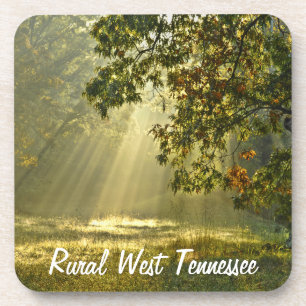 Oak Tree with Morning Sunbeams Coaster