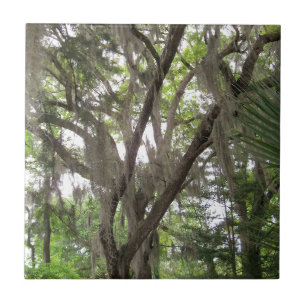 oak tree with Spanish moss waving in the branches Ceramic Tile