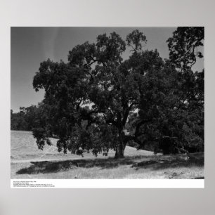 Oak Trees at Hopland Station, May 1966 Poster