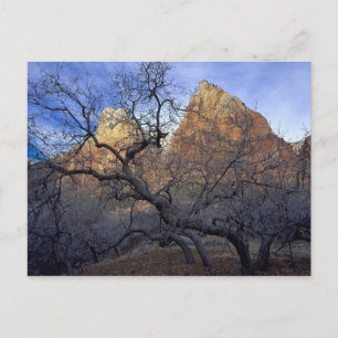 Oak trees in winter, Court of the Patriarchs Postcard