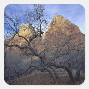Oak trees in winter, Court of the Patriarchs Square Sticker