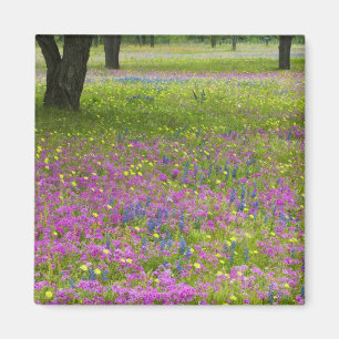 Oak Trees with field of Phlox, Blue Bonnets Magnet
