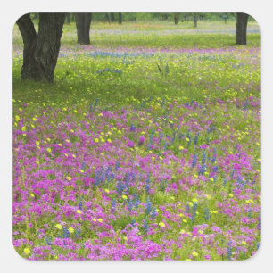Oak Trees with field of Phlox, Blue Bonnets Square Sticker