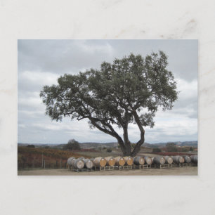 Oak with Wine Barrels, Doce Robles Postcard