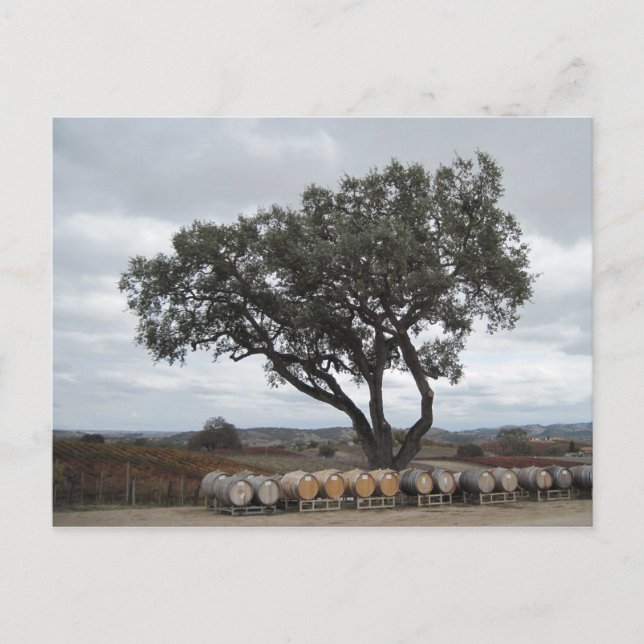 Oak with Wine Barrels, Doce Robles Postcard (Front)