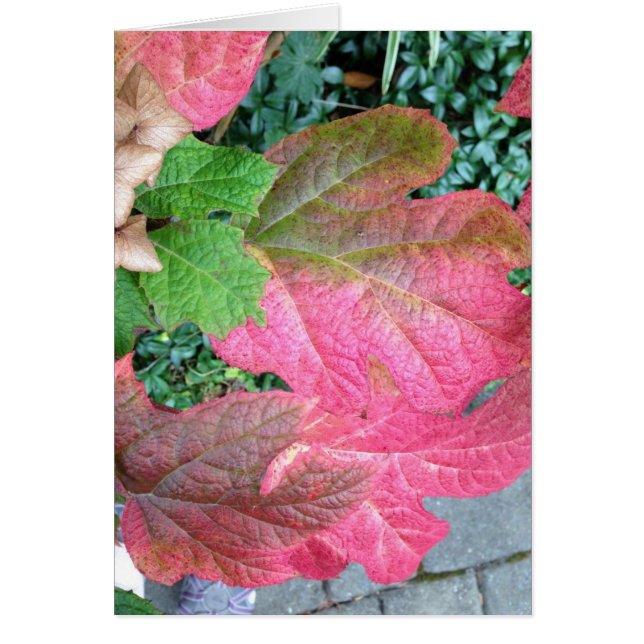 Oakleaf Hydrangea (Front)