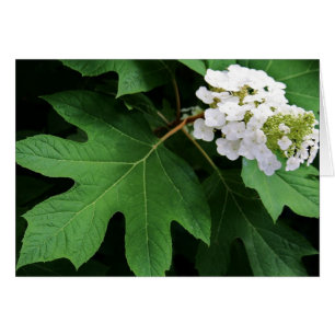 "oakleaf hydrangea" by Larry Coressel