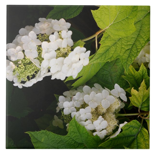 Oakleaf Hydrangea Ceramic Tile (Front)