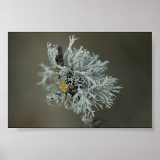 Oakmoss Lichen Poster