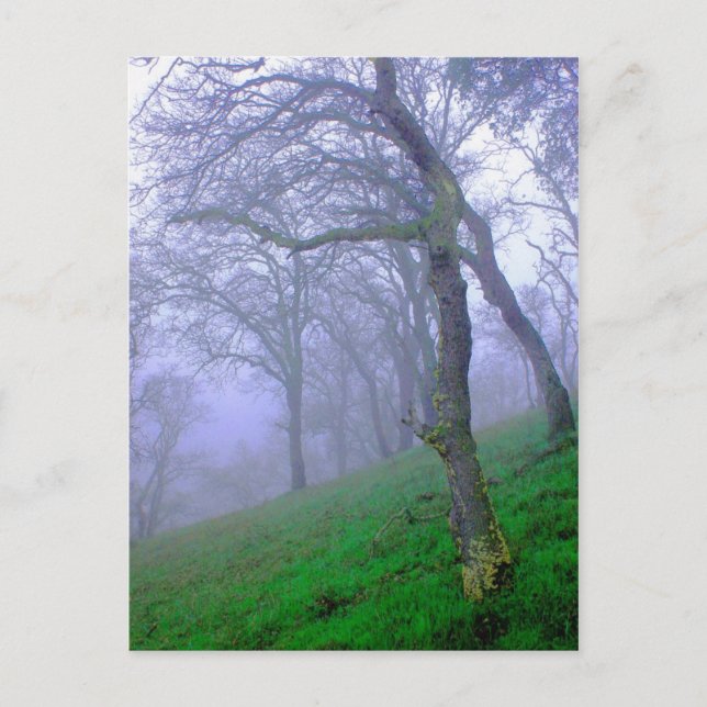 Oaks in the Mist Postcard (Front)