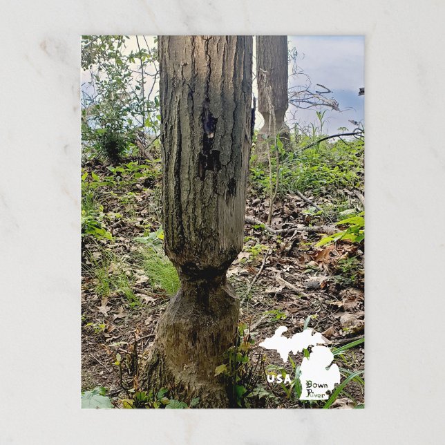 Oakwoods Metropark Beaver Trail with Logo Postcard (Creator Uploaded)