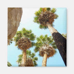 Oasis Palms in Joshua Tree National Park Magnet