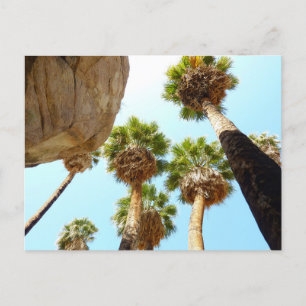 Oasis Palms in Joshua Tree National Park Postcard