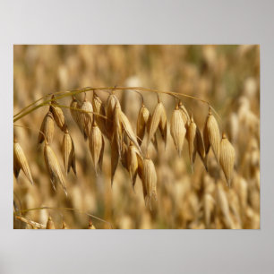 Oat Field Poster