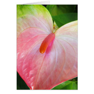 Obake Anthurium