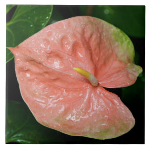 Obake Anthurium Tile