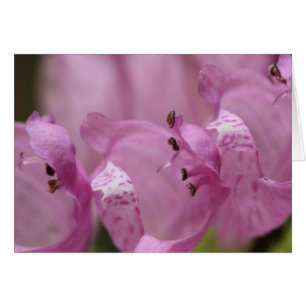 Obedience Plant