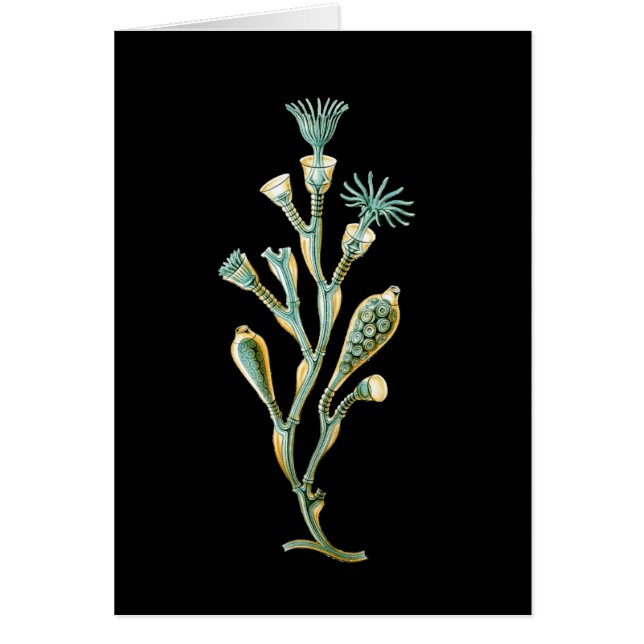 Obelia geniculata (Front)