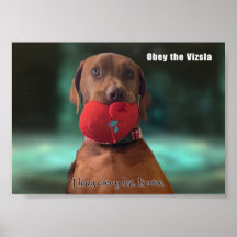 Obey the Vizsla