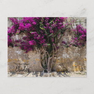 Obidos Colours Portugal Postcard
