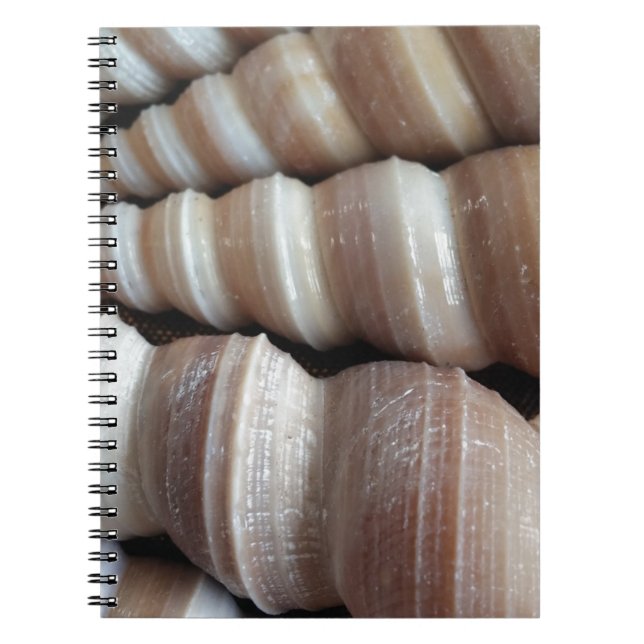 Oblong  Summer Seashells, Summer Season Notebook (Front)
