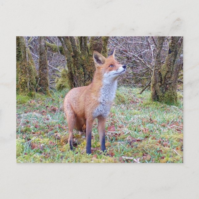 Observant Fox Countryside Winter Magic Animal Art Holiday Postcard (Front)