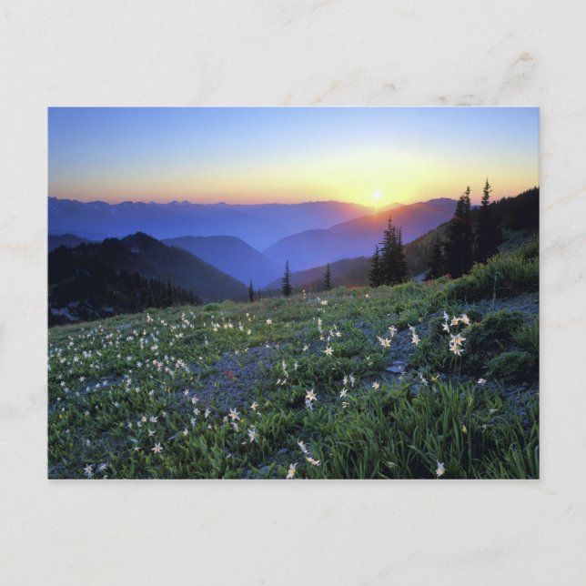 Obstruciton Point Sunset, Olympic NP, WA, USA Postcard (Front)