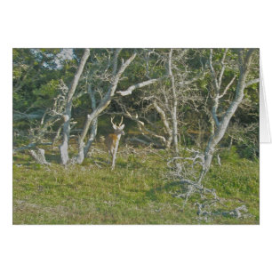OBX Whitetail Deer Buck, Buxton NC