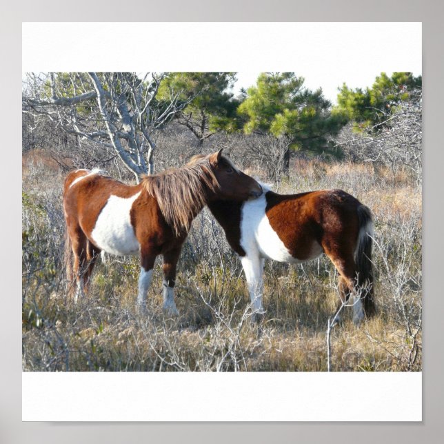 OC Assateague 11-28-2161 Poster (Front)