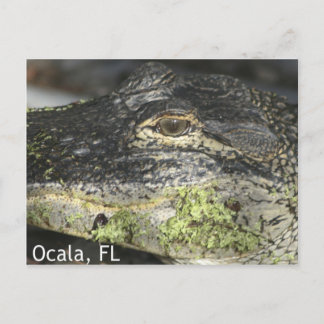 Ocala Gator Postcard