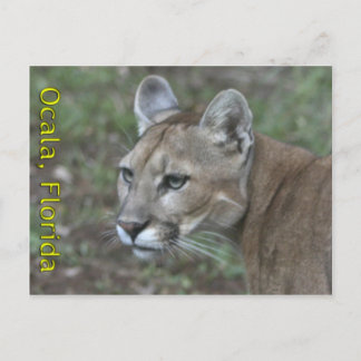 Ocala Panther Postcard