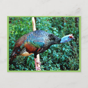 Occelated Turkey Postcard