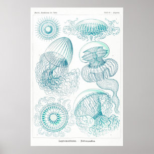 Ocean Animal Vintage Sketch Art Poster