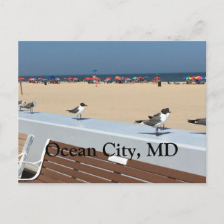 Ocean City Beach, MD with Birds Postcard