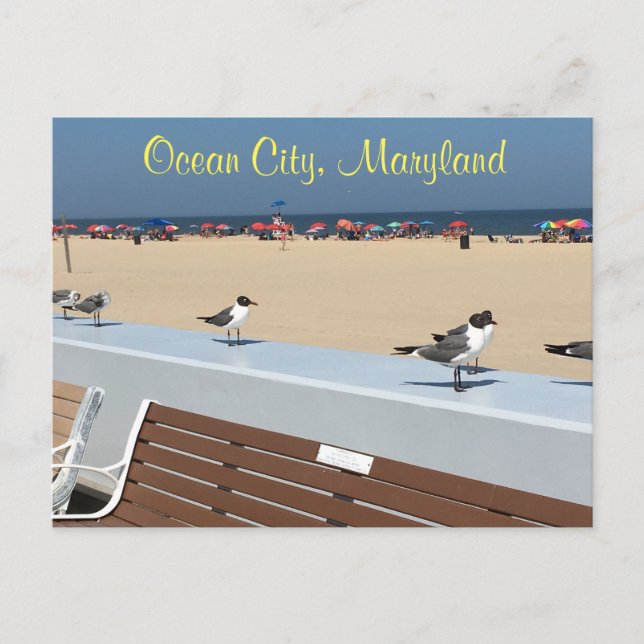 Ocean City Maryland Birds Postcard (Front)