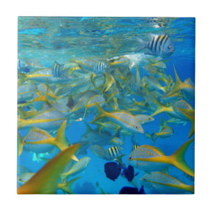 Ocean Fish Ceramic Tile