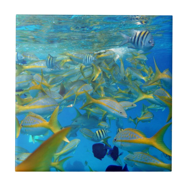 Ocean Fish Ceramic Tile (Front)