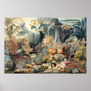 Ocean Life Poster
