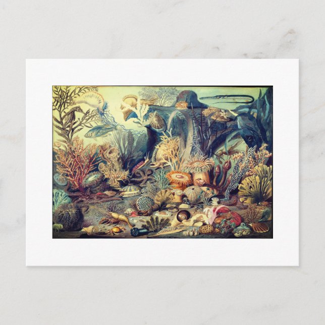 OCEAN LIFE VINTAGE  POSTCARD (Front)