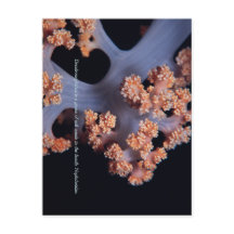 Ocean Memory / Soft Coral #001
